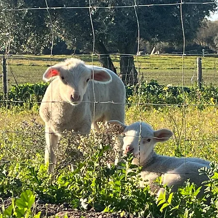 Monte De Sao Francisco Feriegård *